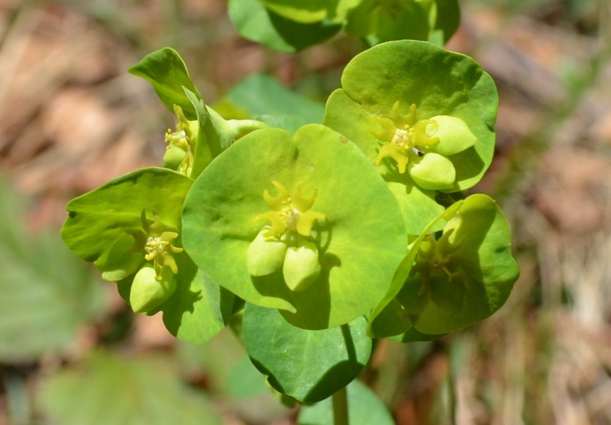 Santa Brigida (Val Brembana- BG): Euphorbia amigdaloides